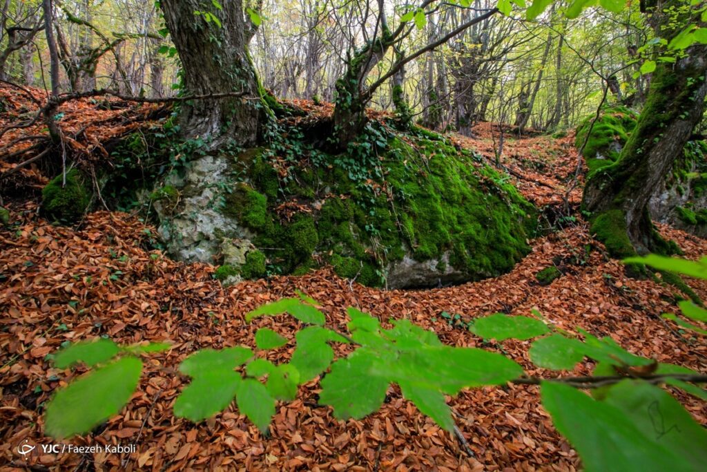 پاییز جنگل هیرکانی - گلستان