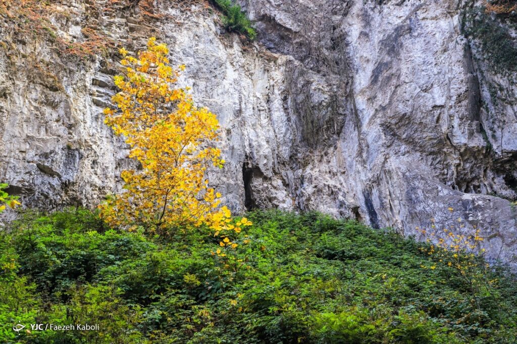 پاییز جنگل هیرکانی - گلستان