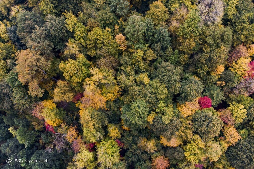 جنگل‌های شمال 