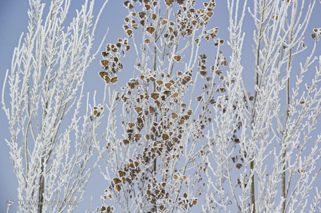 سرما