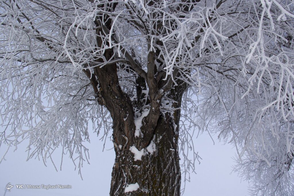 سرما