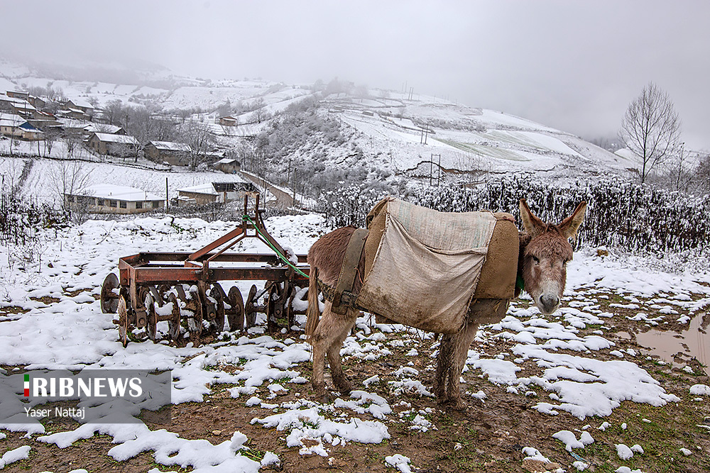 برف پاییزی در هزار جریب مازندران