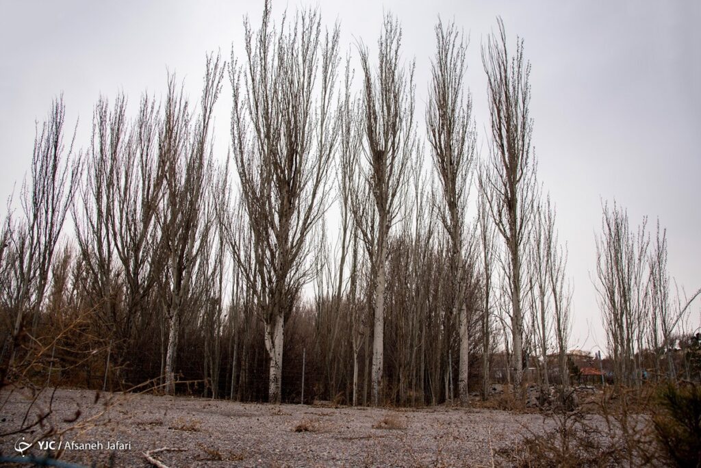 تبریز